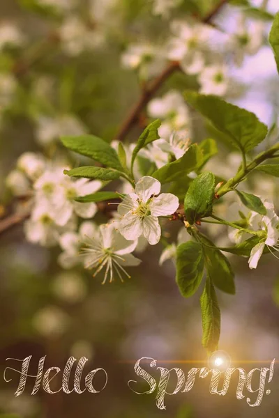 Briefkaart Hello Spring. Welkomstkaart banner. Lente stemming. — Stockfoto