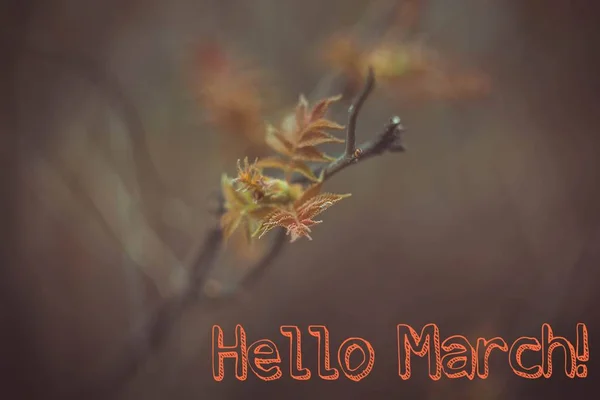 Banner hola marcha. Saludos de primavera. Estamos esperando la primavera. . —  Fotos de Stock