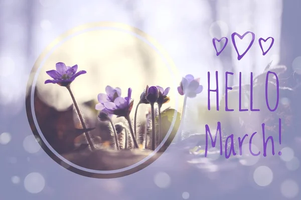 Banner Hej mars. Hälsningar av våren. Vi väntar på våren. — Stockfoto