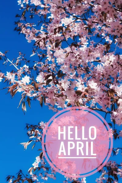Banner, olá, April. Olá Primavera. Olá April. Cartão de boas-vindas Estamos à espera do novo mês de primavera. O segundo mês de primavera . — Fotografia de Stock