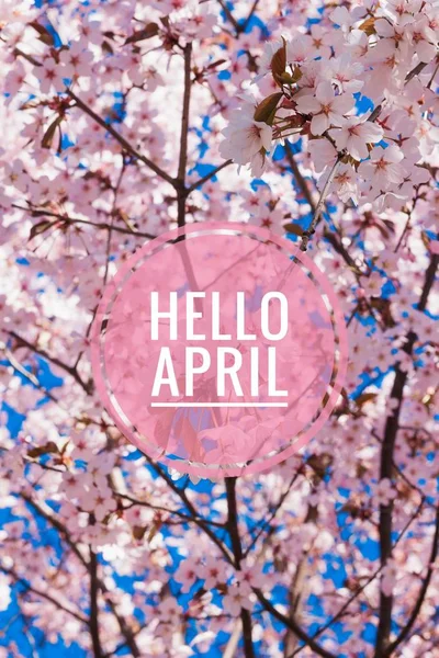 Banner hola abril. Hola primavera. Hola April. Tarjeta de bienvenida Estamos esperando el nuevo mes de primavera. El segundo mes de primavera . —  Fotos de Stock