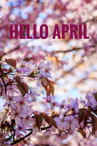 Banner hello april. Hallo lente. Hallo April. Welkomstkaart wij wachten tot de nieuwe maand. De tweede maand van de lente. — Stockfoto
