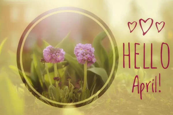 Γεια σας banner Απριλίου. Γεια σας την άνοιξη. Γεια σας τον Απρίλιο. Κάρτα καλωσορίσματος σας περιμένουμε για το μήνα νέα άνοιξη. Ο δεύτερος μήνας της άνοιξης. — Φωτογραφία Αρχείου