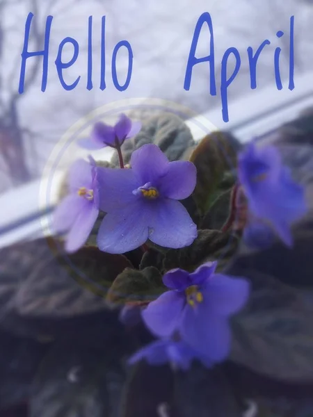 Banner hallo April. Hallo Frühling. Hallo April. Willkommenskarte warten wir auf den neuen Frühlingsmonat. der zweite Monat des Frühlings. — Stockfoto