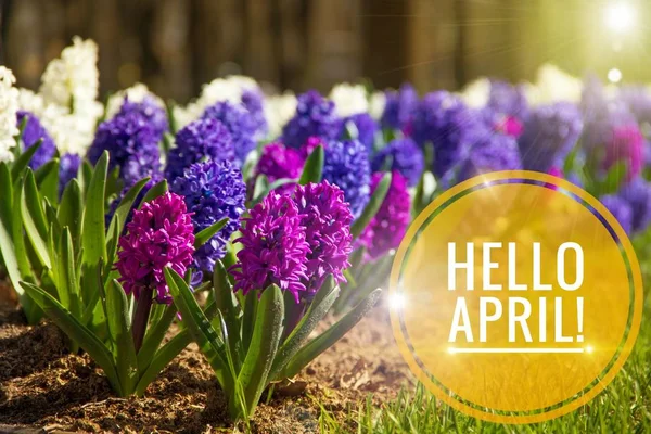 Banner hello april. Hallo lente. Hallo April. Welkomstkaart wij wachten tot de nieuwe maand. De tweede maand van de lente. — Stockfoto