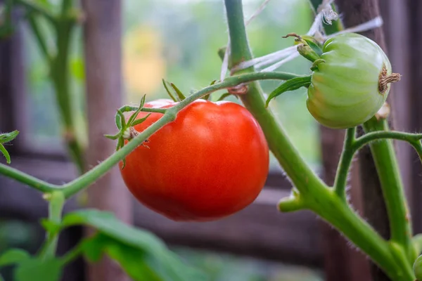 Tomaten reifen im Gewächshaus. Ernte zu Hause. Ernte im Gewächshaus. hausgemachtes Gemüse. Tomaten im Gewächshaus. Tomaten auf einem Zweig — Stockfoto