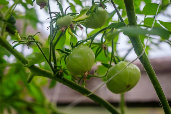 Tomatoes ripen in the greenhouse. Home harvest. Harvest in the greenhouse. Homemade vegetables. Tomatoes in the greenhouse. Tomatoes on a branch