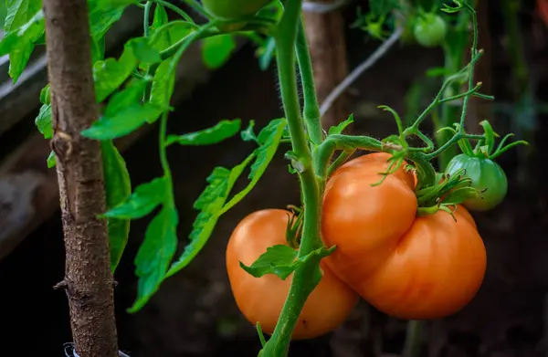 温室でトマトが熟します。家の収穫。温室で収穫します。自家製の野菜。温室のトマト。トマトの枝に — ストック写真