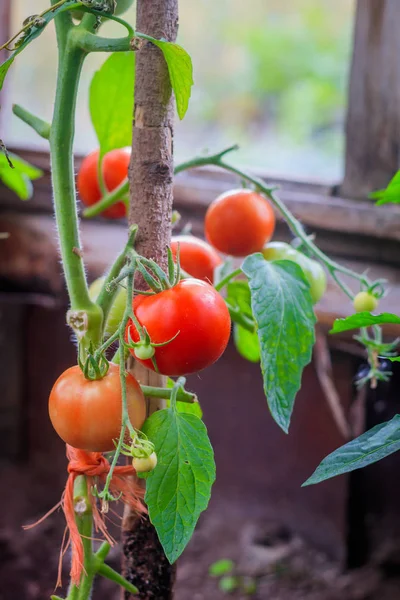 Tomatoes ripen in the greenhouse. Home harvest. Harvest in the greenhouse. Homemade vegetables. Tomatoes in the greenhouse. Tomatoes on a branch — Stock Photo, Image