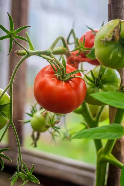 Tomatoes ripen in the greenhouse. Home harvest. Harvest in the greenhouse. Homemade vegetables. Tomatoes in the greenhouse. Tomatoes on a branch