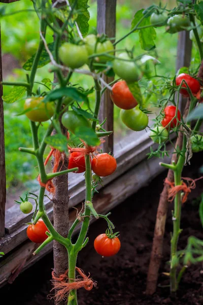 Tomaten reifen im Gewächshaus. Ernte zu Hause. Ernte im Gewächshaus. hausgemachtes Gemüse. Tomaten im Gewächshaus. Tomaten auf einem Zweig — Stockfoto