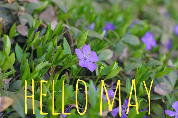 Banner hello may. Welcome picture. New month. Warm month. the month of May. Spring month.