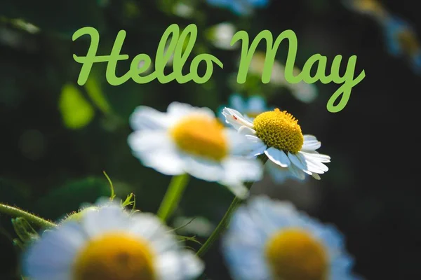 Banner hello may. Welcome picture. New month. Warm month. the month of May. Spring month.