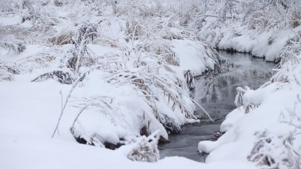 Χειμερινό Τοπίο Χιονισμένα Δέντρα Και Ποτάμι Την Ημέρα — Αρχείο Βίντεο