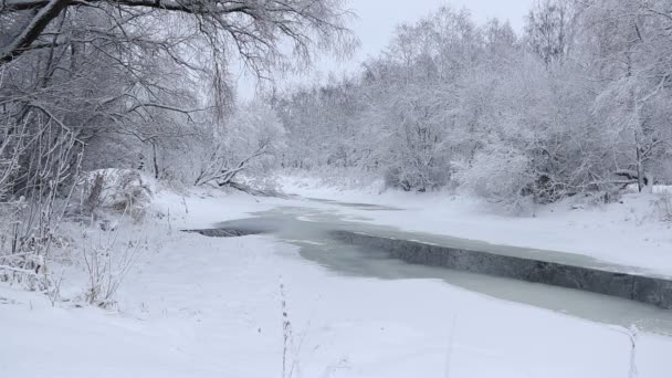 Зимовий Пейзаж Засніженими Деревами Річкою Вдень — стокове відео