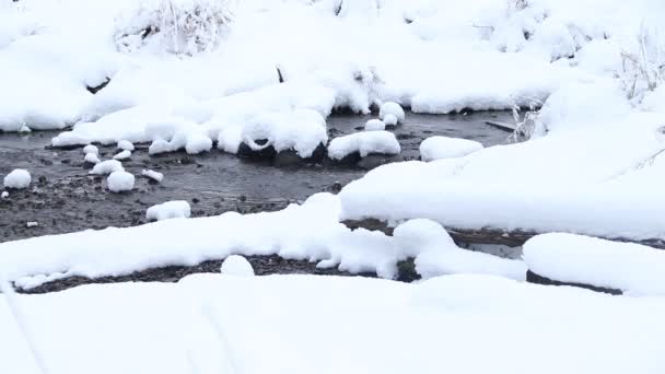 Paisaje Invernal Con Árboles Cubiertos Nieve Río Durante Día — Vídeos de Stock