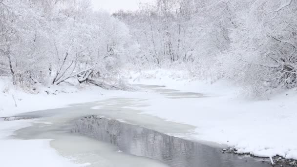 Zimowy Krajobraz Pokrytymi Śniegiem Drzewami Rzeką Dzień — Wideo stockowe