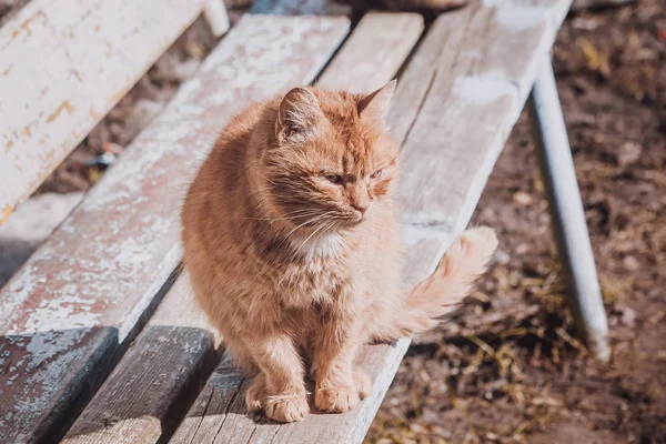 Retrato de um gato de rua. Gato solitário sem-abrigo. Gato infeliz e triste . — Fotografia de Stock