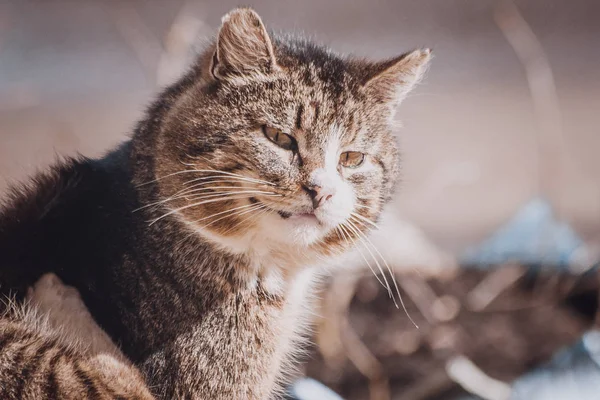 Retrato de un gato callejero. Gato solitario sin hogar. Gato infeliz y triste . —  Fotos de Stock