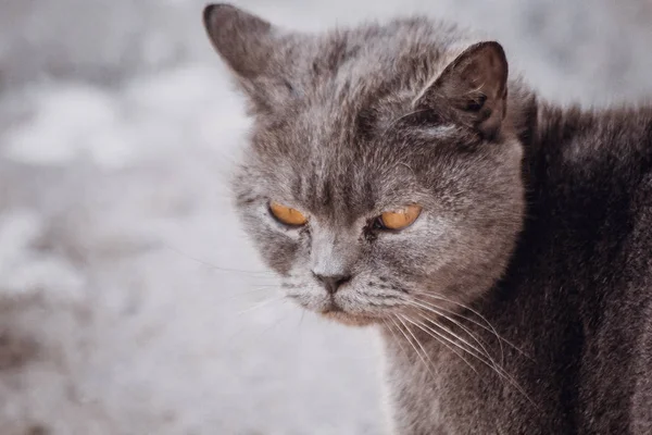 Портрет вуличної кішки. Бездомний самотній кіт. Нещасний і сумний кіт . — стокове фото