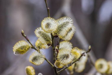 Çiçek açan söğüt dalı. Bahar çalısı. Paskalya söğüt