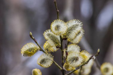 Çiçek açan söğüt dalı. Bahar çalısı. Paskalya söğüt