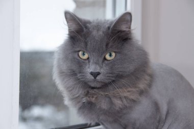 Pencere de gri evcil kedi. Saç kesimi olan kedi.