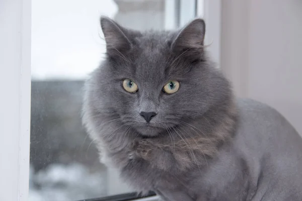 Gray Domestic Cat On The Windowsill Cat With A Haircut Stock Photo By C Alenka2194