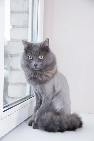 Pencere de gri evcil kedi. Saç kesimi olan kedi. — Stok fotoğraf