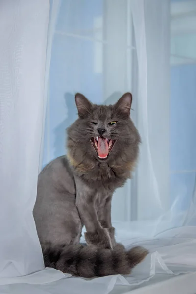 Pencere de gri evcil kedi. Saç kesimi olan kedi. — Stok fotoğraf