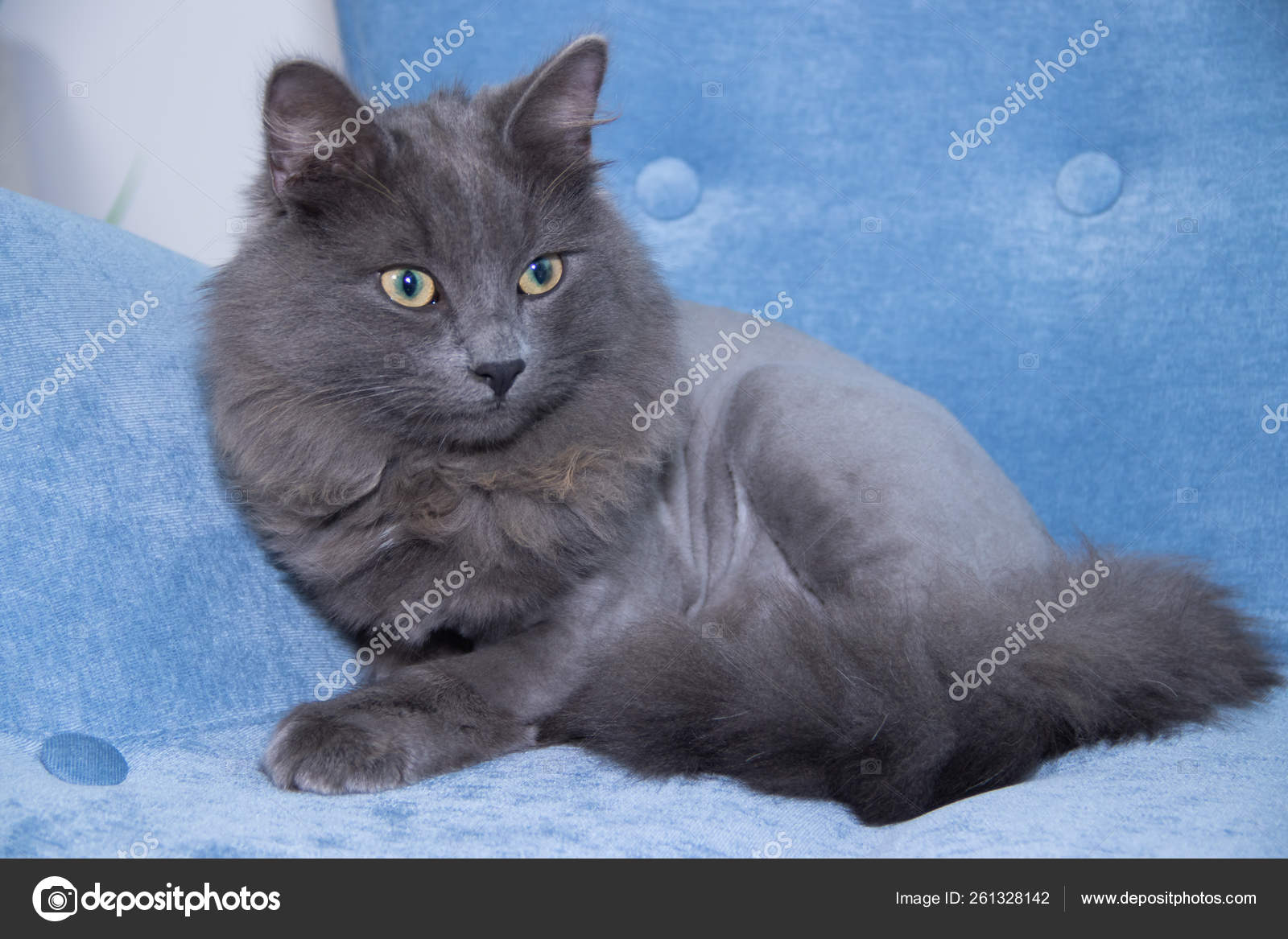 Chat Domestique Gris Sur Un Fauteuil Doux Chat Avec Une Coupe De Cheveux Image Libre De Droit Par Alenka2194 C