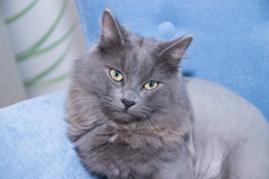 Yumuşak bir koltukta gri evcil kedi. Saç kesimi olan kedi.