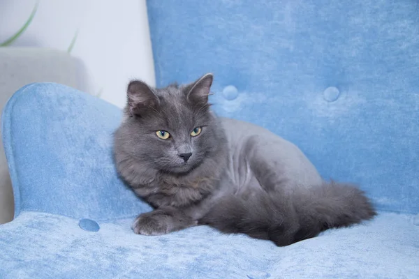 Yumuşak bir koltukta gri evcil kedi. Saç kesimi olan kedi. — Stok fotoğraf