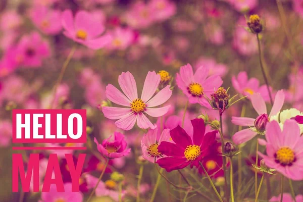 Banner Merhaba Mayıs. Yeni ayı selamlıyorum. Çiçeklerle resim. Çiçeklerin arka planında metin.