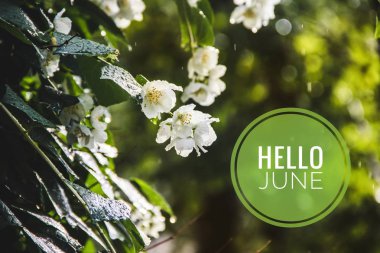 Banner merhaba Haziran. Fotoğraftaki metin. Metin merhaba Haziran. Yeni ay. Yeni sezon. Yaz ayı. Çiçeklerin fotoğrafına mesaj at. Çiçekler ve bitkiler.