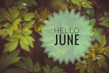 Banner merhaba Haziran. Fotoğraftaki metin. Metin merhaba Haziran. Yeni ay. Yeni sezon. Yaz ayı. Çiçeklerin fotoğrafına mesaj at. Çiçekler ve bitkiler.