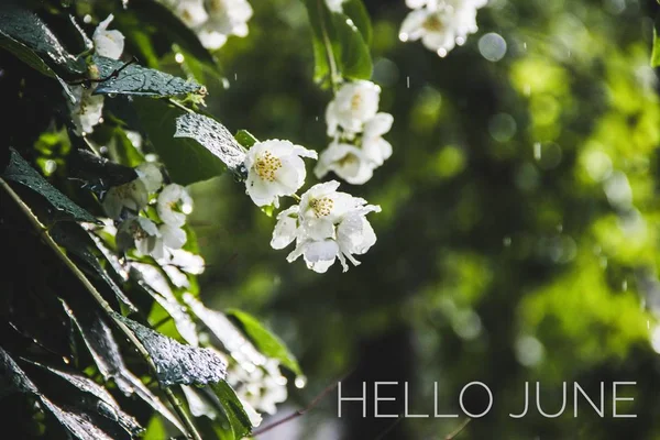 Banner hola June. Texto en la foto. Texto hola junio. Un mes nuevo. Nueva temporada. Mes de verano. Texto en una foto de flores. Flores y plantas . — Foto de Stock