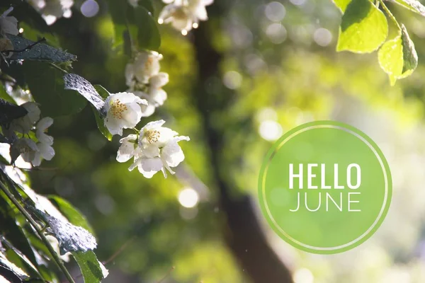 バナーこんにちは6月。写真のテキスト。こんにちは6月。新しい月。新しい季節。夏の月花の写真のテキスト。花と植物. — ストック写真