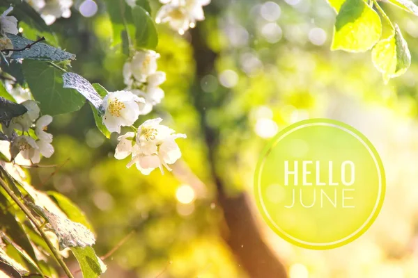 Bannière bonjour juin. Texte sur la photo. Texte bonjour June. Le nouveau mois. Nouvelle saison. Le mois d'été. Texte sur une photo de fleurs. Fleurs et plantes . — Photo