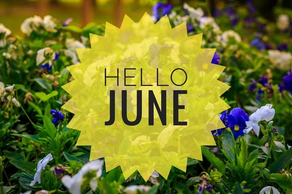 Banner Hello juni. Text på fotot. Text Hello juni. Ny månad. Ny säsong. Sommar månad. Text på ett foto av blommor. Blommor och växter. — Stockfoto