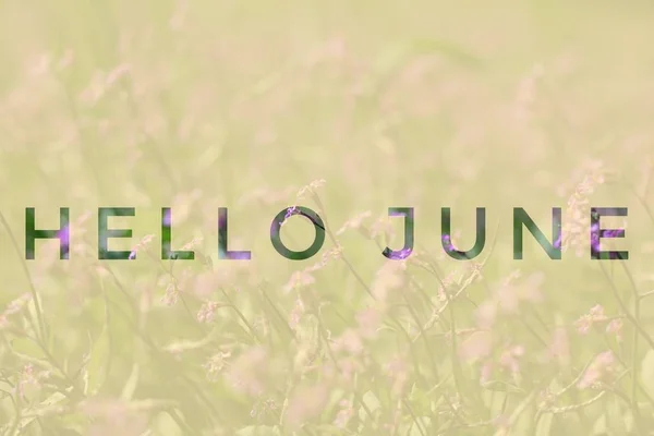 Banner Hello juni. Tekst op de foto. Tekst Hello June. Nieuwe maand. Nieuwe seizoen. Zomermaand. Tekst op een foto van bloemen. Bloemen en planten. — Stockfoto