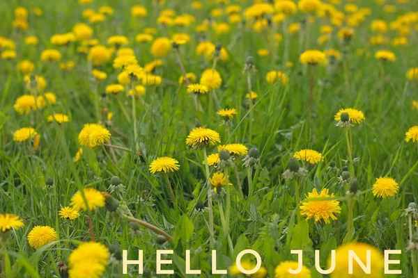 Banner Hello juni. Tekst op de foto. Tekst Hello June. Nieuwe maand. Nieuwe seizoen. Zomermaand. Tekst op een foto van bloemen. Bloemen en planten. — Stockfoto