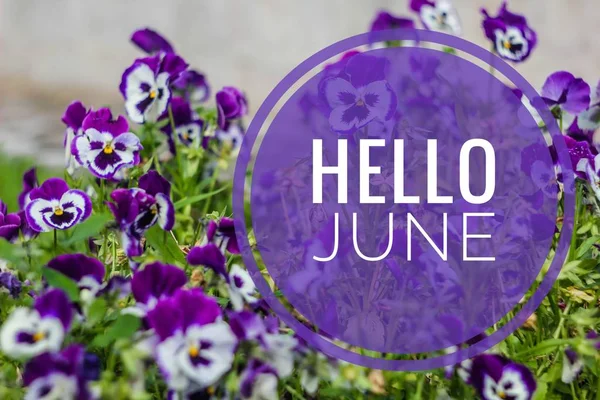 Banner ciao giugno. Un messaggio sulla foto. Messaggio di benvenuto June. Nuovo mese. Nuova stagione. Mese estivo. Testo su una foto di fiori. Fiori e piante . — Foto Stock