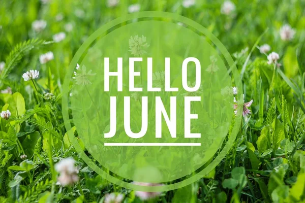 Banner Hello juni. Text på fotot. Text Hello juni. Ny månad. Ny säsong. Sommar månad. Text på ett foto av blommor. Blommor och växter. — Stockfoto