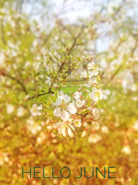 배너 안녕하세요 6 월. 사진의 텍스트입니다. 텍스트 안녕하세요 6 월. 새 달입니다. 새로운 시즌. 여름 달입니다. 꽃 의 사진에 텍스트입니다. 꽃과 식물. — 스톡 사진