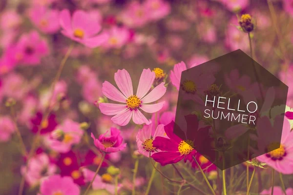 Merhaba yaz afiş. Fotoğraftaki metin. Metin merhaba yaz. Yeni ay. Yeni sezon. Yaz. Çiçeklerin fotoğrafına mesaj at. Yaz çiçekleri.