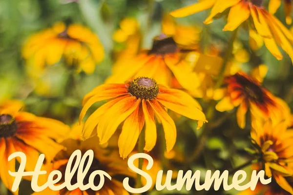 Hello Summer banner. Text på fotot. Text Hello Summer. Ny månad. Ny säsong. Sommaren. Text på ett foto av blommor. Sommarblommor. — Stockfoto
