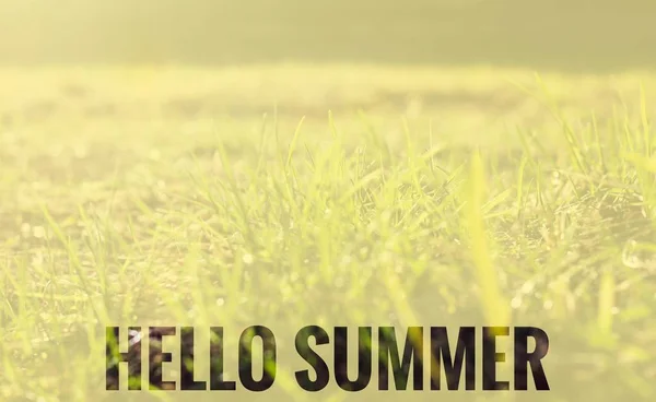 Hello summer banner. Text on the photo. Text hello summer. New month. New season. Summer. Text on a photo of flowers. Summer flowers.