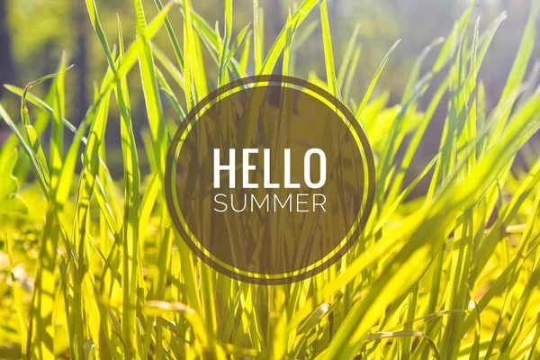 Hello Summer banner. Text på fotot. Text Hello Summer. Ny månad. Ny säsong. Sommaren. Text på ett foto av blommor. Sommarblommor. — Stockfoto