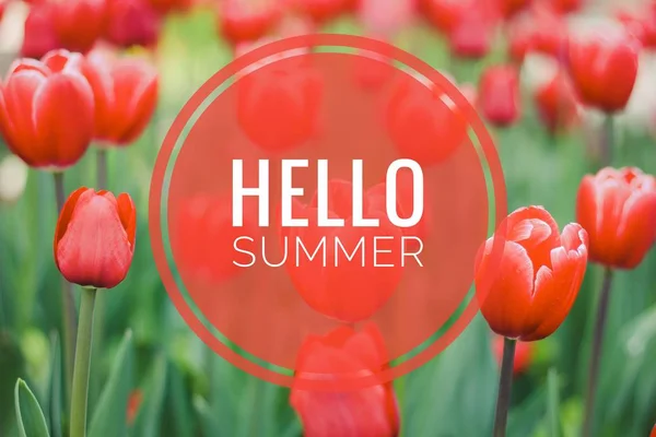 Hello summer banner. Text on the photo. Text hello summer. New month. New season. Summer. Text on a photo of flowers. Summer flowers.